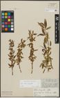 Foto von Salix alba L. x Salix fragilis L.